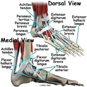 strengthen ankle muscles