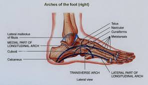 medial foot arch support
