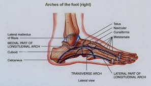 medial longitudinal arch