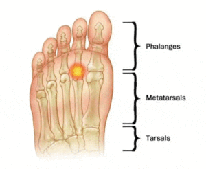 ball feet bone anatomy