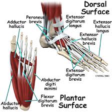 The Muscles That Support The Arches Of 