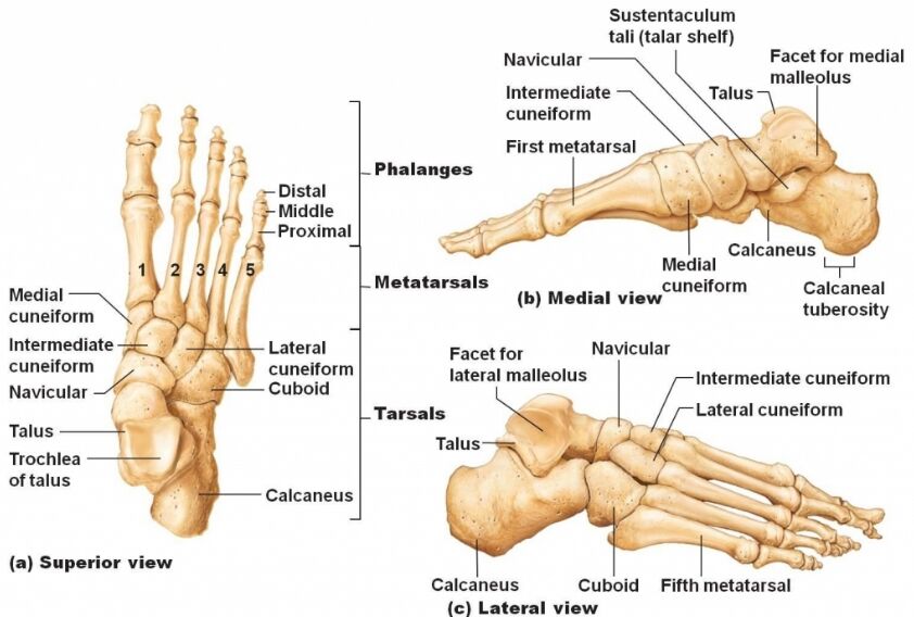 Bony Anatomy Of The Foot Theres More Than One Arch Podiatry Hq