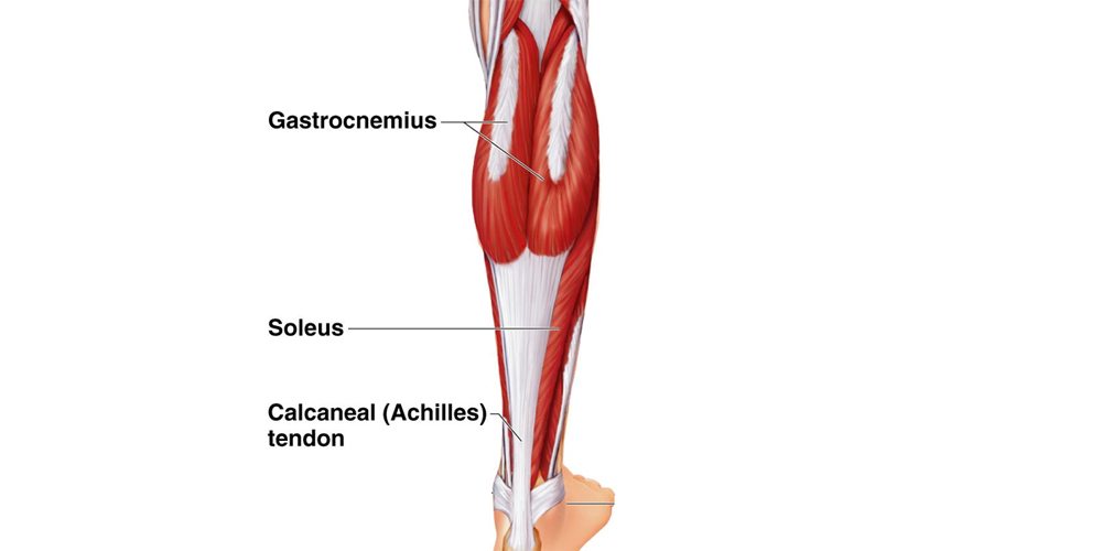 Gastrocnemius muscle  Calf Muscle, Plantar Flexion, & Movement